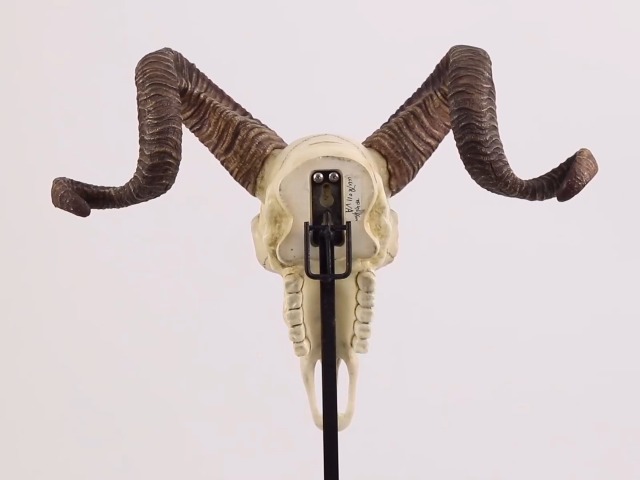 Amazon.com: Veronese Design 10 5/8 Inch Corsican Ram Skull